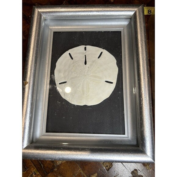 Framed Natural Starfish & Sand Dollar Set 15” X 9” Nautical Beach House Decor - Picture 2 of 6